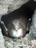 Cory's shearwater on nest