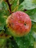 Old apple variety  A. van Roekel