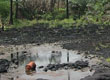 Olievervuiling in Nigeria  Milieudefensie