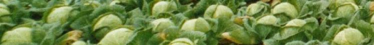 Cabbage  A. van Roekel