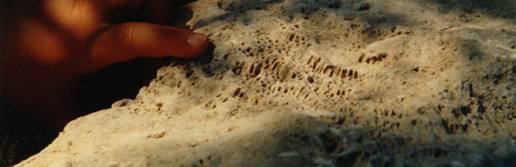 Old coral reefs in the subsoil of central and northern Gavdos  A. van Roekel