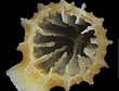 De rifbouwende koudwaterkoraal Madrepora oculata ï¿½ Wikimedia Commons
