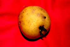 De teelt van een ggo-aardappel is nu 
toegestaan in de EU © Annemieke van Roekel