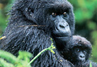 Gorilla and young © Cyril Ruoso