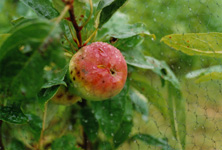 Oud appelras op de voormalige Oerakker
  Annemieke van Roekel