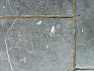 Kerb containing Fossilized Gastropod