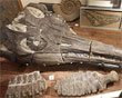 Fossiel van een ichthyosaurus ï¿½ Annemieke van Roekel