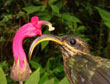 De kolibrie <i>Eutoxeres condamini</i> ï¿½ Christopher Witt, University of New Mexico