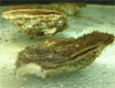 de platte oester © Pascalle Jacobs