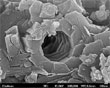 Porie in microfossiel in schalie © Clarkson University