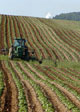 Monoculture in modern agriculture. Credits: Wikimedia Commons