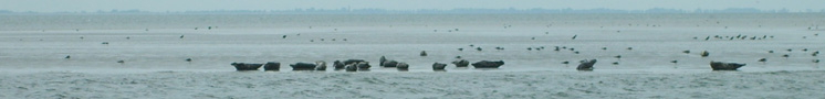 Zeehonden op droogvallende zandplaat  Annemieke van Roekel